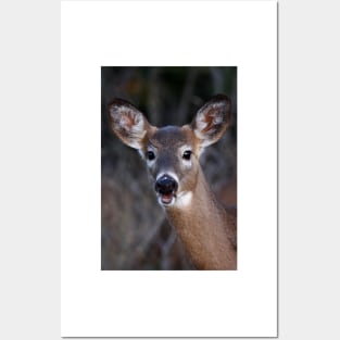 Well hello there! - White-tailed Deer Posters and Art